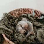 mikaylarainesfans / saveafox_rescue_683a3e38ed2a3.jpeg