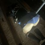 brycemegan / brycesgfelle / lillyellexo Nude OnlyFans_685883780bb78.jpeg