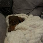 maimeadows_6861d45e0a369.jpeg