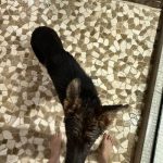 Caryn Marjorie / cutiecaryn / marjikarp Nude OnlyFans_6866ae05331ac.jpeg